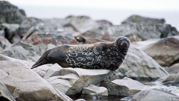 Are Lake Saimaa's seals teetering on the brink of extinction? Image: Jouni Koskela. Yle.fi
