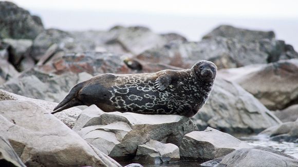 Seal resting on an ice floe. Ringed seal (Pusa hispida or Phoca hispida),  also known as the jar seal, as netsik or nattiq by the Inuit, is an earless  Stock Photo -