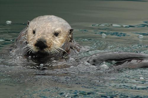 A sea otter swims in Monterey Bay, California. Photo: Tania Larson/USGS