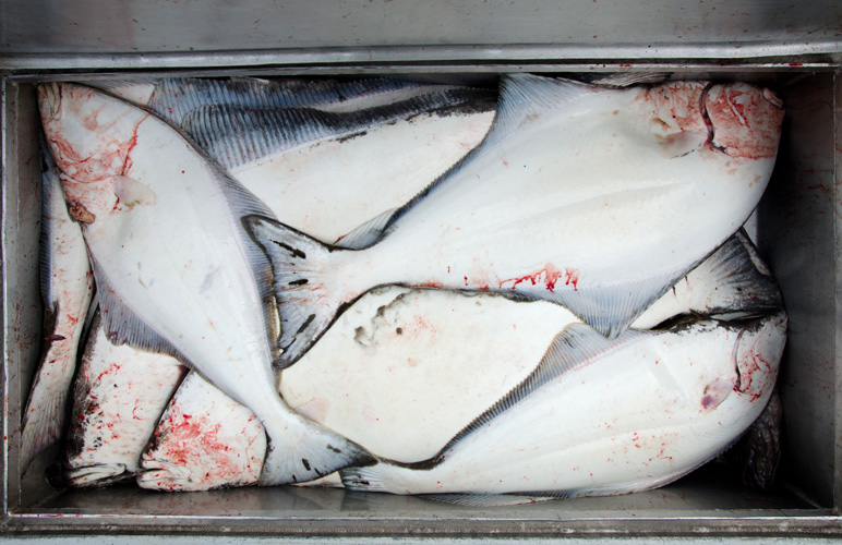 Halibut fill the fish box of the M/V ProFish-n-Sea. Photo: Stephen Nowers, Alaska Dispatch.
