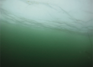 Water murky from the algae growing within it is seen in this screenshot from a video taken by an underwater camera lowered below the Arctic sea ice. (Gert van Dijken)