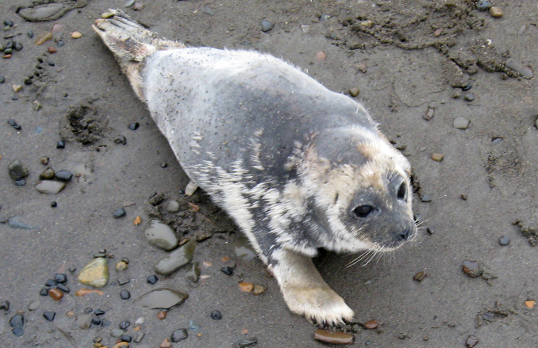 An ill ringed seal on the North Slope. Photo courtesy North Slope Borough. Alaska Dispatch. 