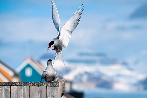 An Arctic Tern lands on a fence by the scientific base at the Arctic settlement of Ny-Alesund, Norway, in the Svalbard archipelago. Photo: Martin Bureau, AFP.