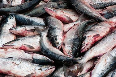 Commercially-fished sockeye salmon in Naknek, Bristol Bay. July 2, 2007 flickr / echoforsberg. Alaska Dispatch