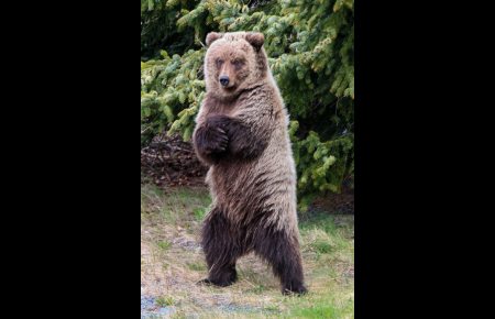A brown bear stands on it's hind legs at Rainbow Valley, along Turnagain Arm, on Sunday, May 13, 2012.Angela Stapleton| Mackenzie Images. Alaska Dispatch  