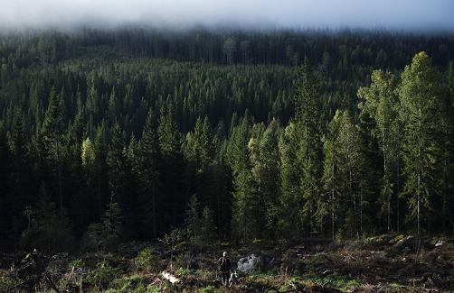 Leftover material from Sweden's foresty industry can be converted to biofuel. Jonathan Nackstrand, AFP.