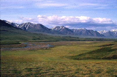 Arctic tundra | Photos Courtesy of National Park Service  