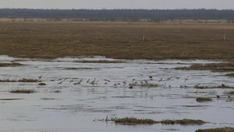 Water remains ice-free in Finland, giving birds plentiful feeding opportunities and delaying their autumn migrations to warmer climes.  Image: YLE