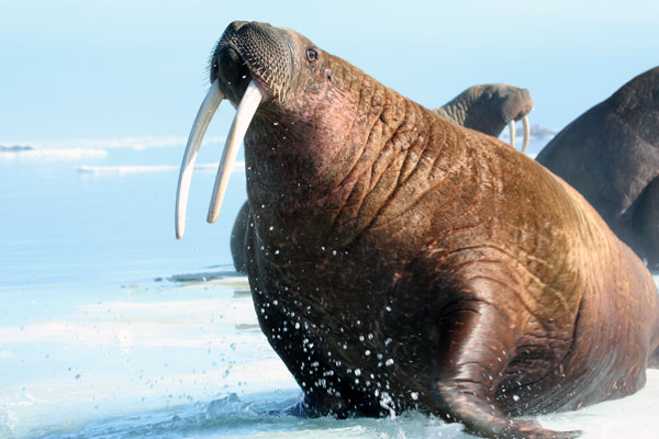Photo courtesy of USGS. alaskapublic.org