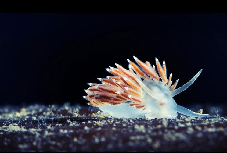 Coryphella Verrucosa (Courtesy Alexander Semenov. Alaska Dispatch)