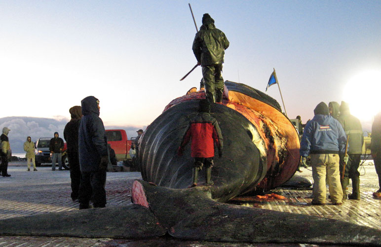 North Slope residents prepare to subsistence harvest a bowhead whale. Tony Hopfinger photo 