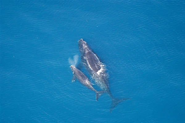 North Pacific right whale. Photo: NOAA . Alaska Dispatch. 