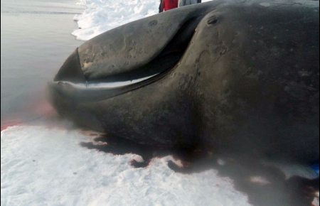 Traditionally, the hunter who brings news of a landed whale also brings a piece of muktuk as evidence. Photo courtesy Goldie Crisci. Alaska Dispatch.