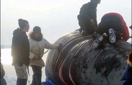 Bowhead whales remain endangered, but their numbers are on the rise. A federal exemption allows 11 Alaska villages to hunt the bowhead, including Wales, where crews venture onto the Bering Strait each spring. Photo courtesy Alaska Dispatch.