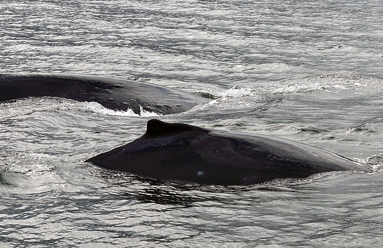 NOAA marine mammal experts deployed May1, 2012 on their first operation of the year to disentagle a whale from fishing gear in Southeast Alaska. Photo: Kate Savage, NOAA. Alaska Dispatch. 
