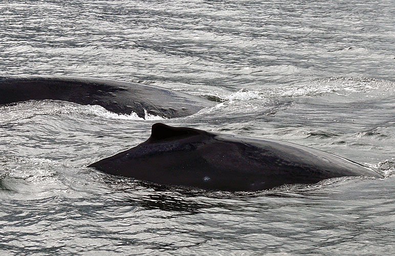 whale-pair