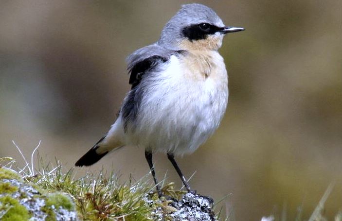 Northern Wheatear. Photo: Crative Commons. Alaska Dispatch.