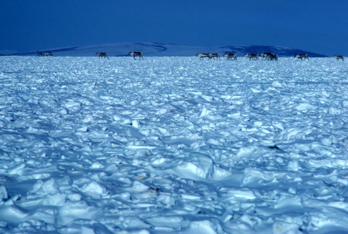 Alaskan tundra in winter – lots of snow (and caribou). U.S. Fish & Wildlife Service.