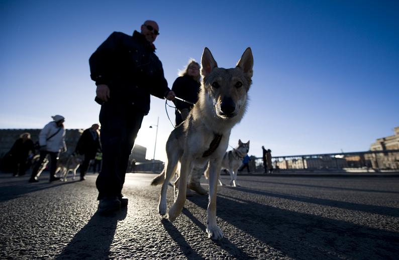 A wolfdog is seen during a demonstration against a recently sanctioned wolf hunt, in central Stockholm on February 6, 2011. The hunt follows a 2009 decision by the Swedish parliament to limit the wolf population in Sweden, which had been on the brink of extinction until recently. The move has sparked criticism from environmental groups, as well as the European Union, which launched legal action against the country on Thursday. AFP PHOTO/JONATHAN NACKSTRAND  