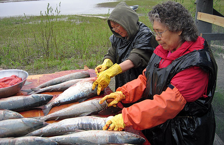 Paula Ayunerak and Cecelia Tucker of the Yukon Kuskokwim Delta region of Alaska clean fresh-caught salmon at their fish camp. Many Alaska Natives take time to catch fish to put up for the winter. Photo: Gunnar Ebbesson, courtesy Alaska Dispatch. 