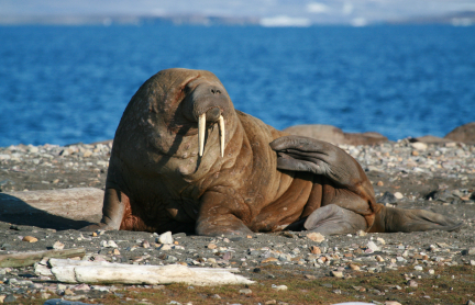 Walrus on land. Istockphoto.