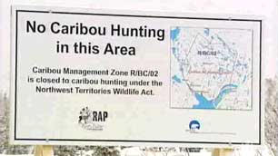 The N.W.T. government's ban on hunting in the Bathurst caribou herd's winter range began on Jan. 1. Dene leaders questioned the legitimacy of the ban, arguing that it infringes on aboriginal hunting rights. (CBC)