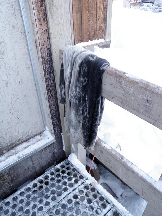 Seal skins outside of Ilkoo Angutikjuak's Clyde River home. Photo: Eilis Quinn