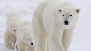  A new study by U.S. and Canadian scientists suggests a population drop in the Beaufort polar bear population.  (Jonathan Hayward/Canadian Press)