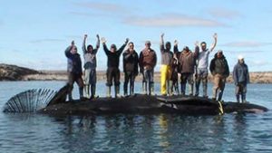 Inuit hunters in Rankin Inlet, Nunavut, stand atop a 17-metre whale they harvested in August 2009. A similar hunt will take place next summer in Iqaluit, the territorial capital city. (Submitted by Sally and Tagak Curley)
