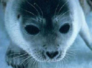 Ringed seal in the Arctic. Alaska Dispatch.