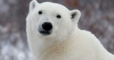 Airborne light detecting and ranging is being used in Arctic Alaska to identify polar bear denning sites. (The Canadian Press)