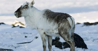 A caribou paused near the Meadowbank gold mine in Nunavut two years ago. Population declines have been reported in some barren-land caribou herds across the North. Photo by Nathan Denette, Canadian Press.