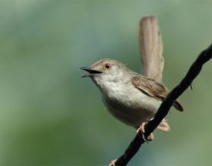 li-graceful-prinia-wiki