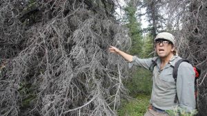 li-spruce-27200964