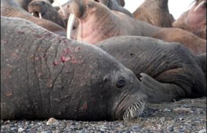 usgs-walrus-5