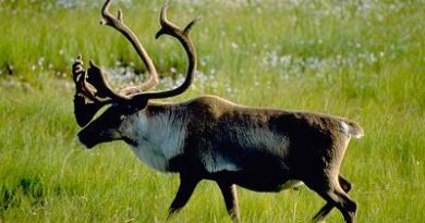 Caribou may be affected by changes in their food sources and migration paths.(The Canadian Press)