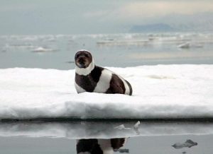An adult, male ribbon seal sits on an ice flow in Russian's Ozernoy Gulf. Photo: Michael Cameron, NOAA, Fisheries, AP