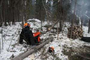 Doug takes a short break, felling trees is a tiring business even when you have a modern chain saw.