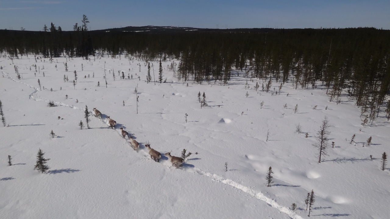 Quebec's Cree are worried about the future of the woodland caribou herds near Broadback River. (Aurelie B. Lemieux, Cree Regional Authority)