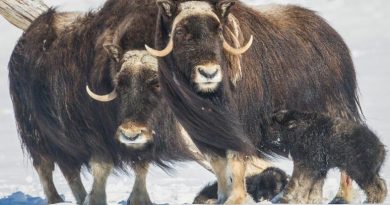 A baby Musk Oxen, born at the Alaska Wildlife Conservation Center. (Doug Lindstrand, Alaska Dispatch)