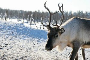 The average income from reindeer herding has dropped significantly in Finlnd. (Hanna Eskonen / Yle)  