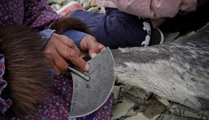 An Inuit woman working with seal skin and an ulu, a traditional Inuit knife. The EU seal ban has had a negative impact on Inuit in the circumpolar world. (CBC)