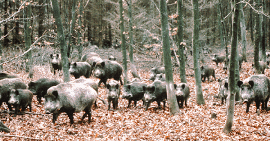 Wild boars are spreading across Sweden since some escaped from captivity in the 1970s. (SVT Bild / Radio Sweden)