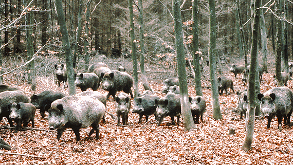 Wild boars are spreading across Sweden since some escaped from captivity in the 1970s. (SVT Bild / Radio Sweden)