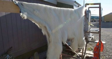 The four men were fined $80,000 for trying to take polar bear pelts out of Canada without export permits. They had to forfeit the pelts, and also narwhal tusks they had bought. (Jonathan Hayward/The Canadian Press)