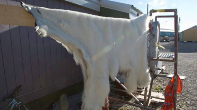 The four men were fined $80,000 for trying to take polar bear pelts out of Canada without export permits. They had to forfeit the pelts, and also narwhal tusks they had bought. (Jonathan Hayward/The Canadian Press)