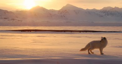 An Arctic fox hunts in the Norwegian Arctic. (Gregory Tervel, AFP)