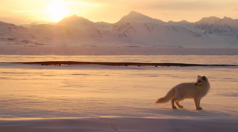 An Arctic fox hunts in the Norwegian Arctic. (Gregory Tervel, AFP)