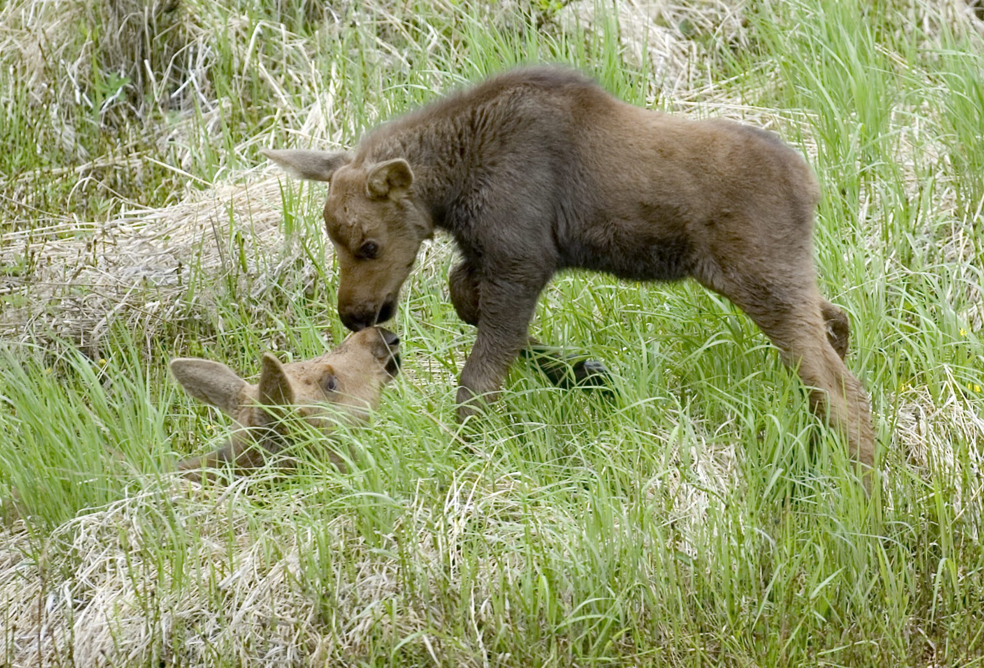 A newborn moose calf tries to coax its sibling up from a nap in wetlands in Kenai, Alaska. (M. Scott Moon / Peninsula Clarion / AP Photo)