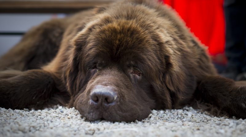 A dog resting in Stockholm Sweden. (Jonathan Nackstrand, AFP)